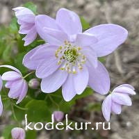 Anemonella  thalictroides   Doppeltes Lottchen