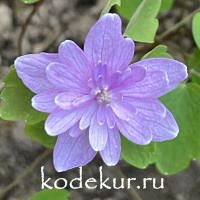 Anemonella  thalictroides   Oscar Schoaf