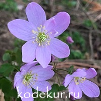 Anemonella thalictroides Rosea