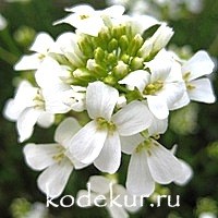 Arabis caucasica f. shneehaube