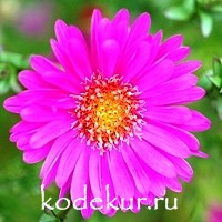 Aster dumosus Anneke