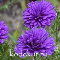 Aster novae-belgii Bengale
