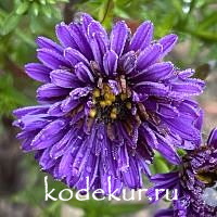 Aster dumosus Blaue Lagune