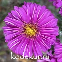 Aster dumosus Jenny