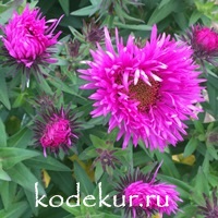 Aster novae-angliae Purple Dome