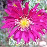 Aster novae-belgii Winston S. Churchill