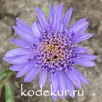 Aster alpinus  Sabine