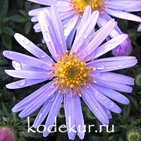 Aster dumosus Blue Berd