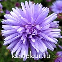 Aster dumosus Lady in Blue