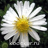 Aster dumosus Weislender