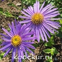 Aster frikartii Monch