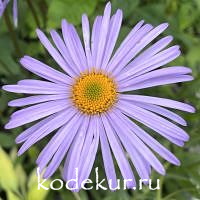 Aster  tongolensis Wartburgstern
