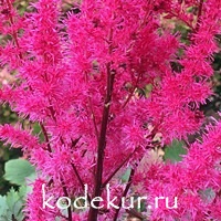 Astilbe hybrid Mighty Chocolate Cherry