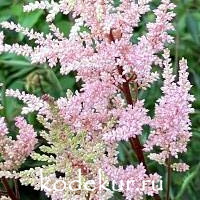 Astilbe arendsii Erika