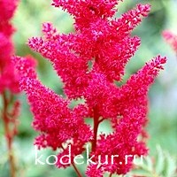 Astilbe arendsii Fanal