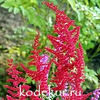 Astilbe arendsii Glut