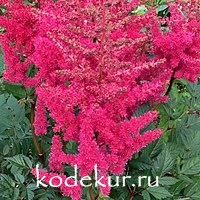 Astilbe arendsii Granat