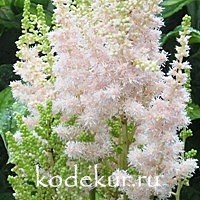 Astilbe chinensis Milk and Honey