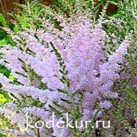 Astilbe arendsii Opal