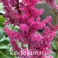 Astilbe arendsii Paul Gaarder