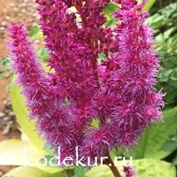 Astilbe chinensis Purperkerze