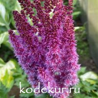 Astilbe hybrid Purple Rain