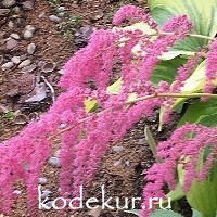 Astilbe arendsii Red Charm