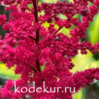 Astilbe chinensis Skyscraper