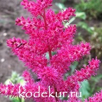 Astilbe arendsii Spartan