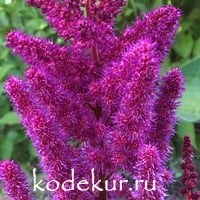 Astilbe chinensis Visions in Red