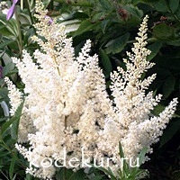 Astilbe arendsii Weisse Gloria