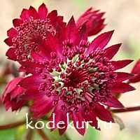 Astrantia major Claret