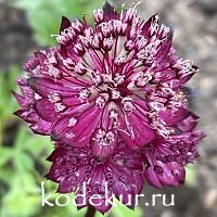 Astrantia major Sparkling Stars Red