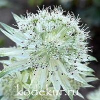 Astrantia major Sparkling Stars White