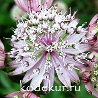 Astrantia major Rosea