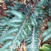 Athyrium niponicum Metallicum Pictum