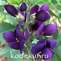 Baptisia Sparkling Sapphires