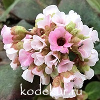 Bergenia  hybrid Buch