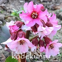 Bergenia hybrid  Flirt