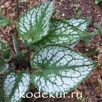 Brunnera macrophylla Jack Frost