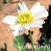 Callianthemum coriandrifolium