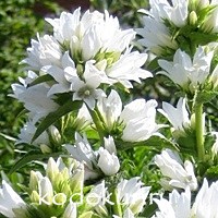 Campanula glomerata Alba