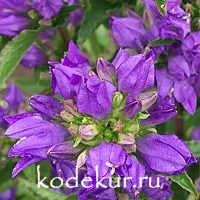 Campanula glomerata Freya