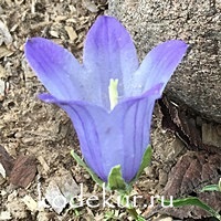 Campanula tridentata