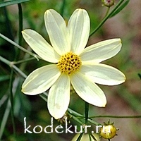 Coreopsis verticillata Moonbeam