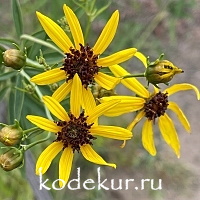 Coreopsis tripteris