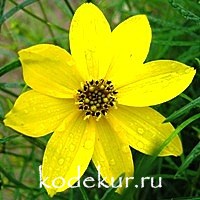 Coreopsis verticillata Zagreb