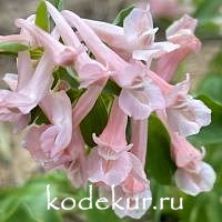 Corydalis solida Blushing Girl