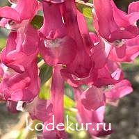 Corydalis solida Cantata