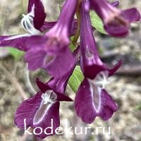 Хохлатка  кавказская Чёрная мамба